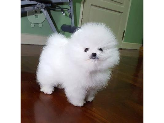 Πωλούνται σκυλιά και κουτάβια Pomeranian